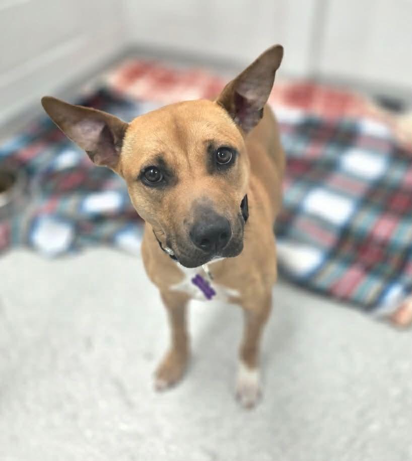 Miracle, a Adoptable mixed breed in Warren, MI image 2/6