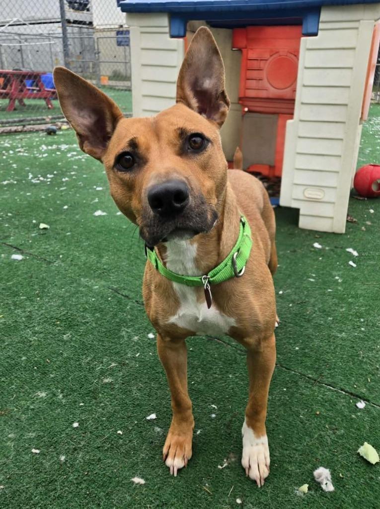 Miracle, a Adoptable mixed breed in Warren, MI image 3/6