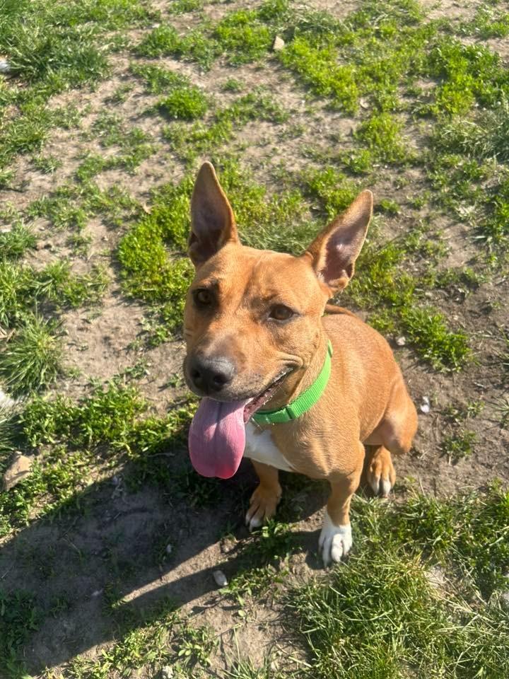 Miracle, a Adoptable mixed breed in Warren, MI image 4/6