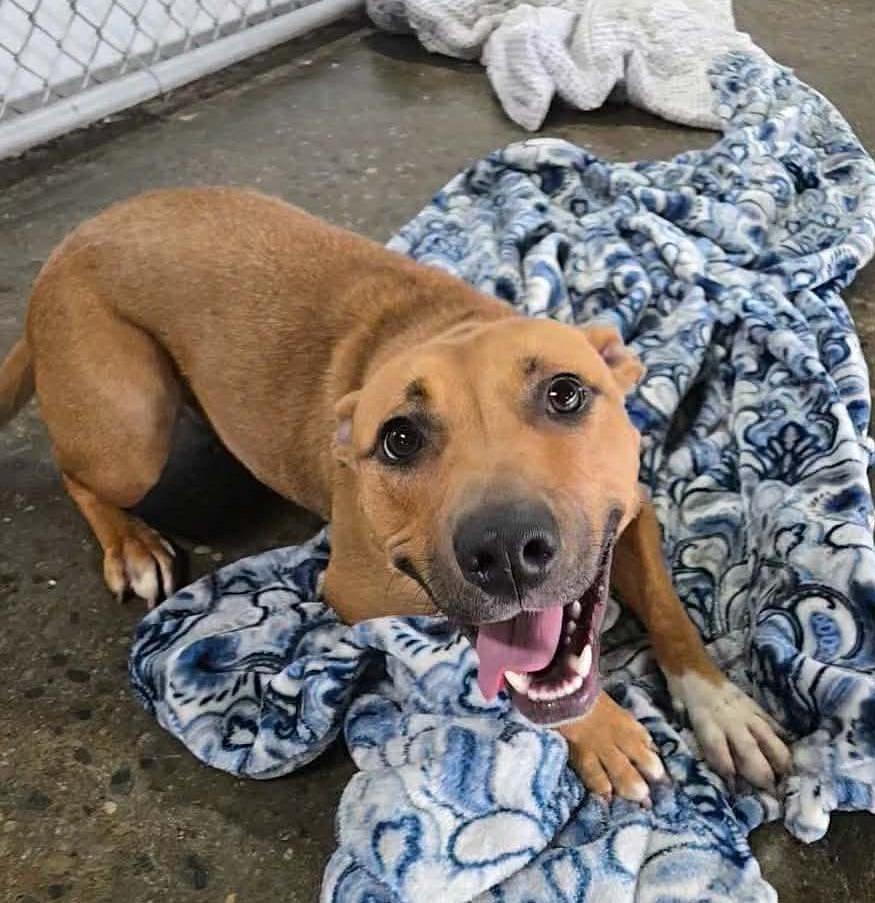 Miracle, a Adoptable mixed breed in Warren, MI image 5/6