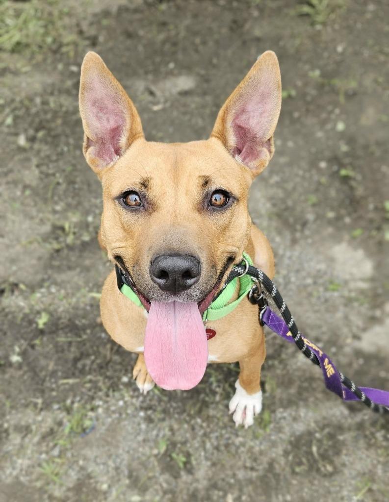 Miracle, a Adoptable mixed breed in Warren, MI image 6/6