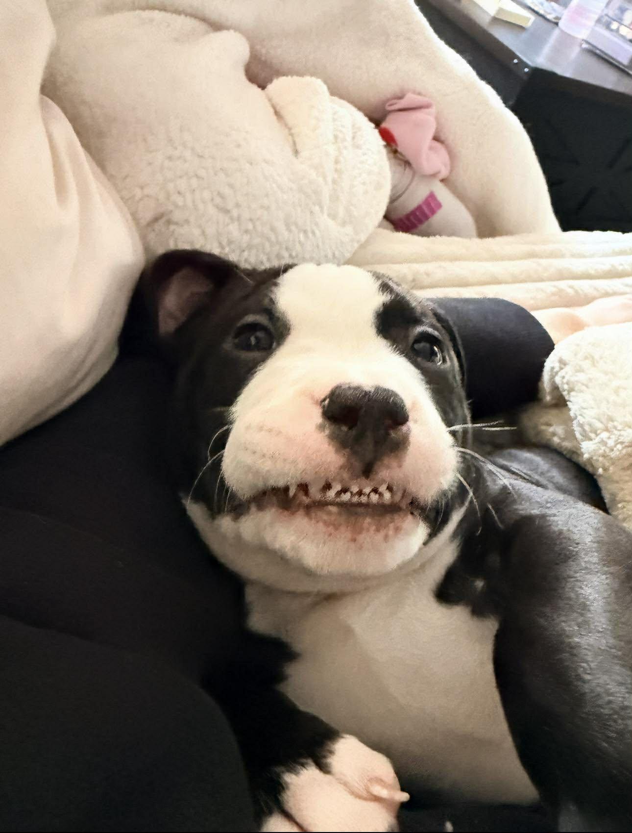 Enlarge Harmony, an adopted mixed breed in Pleasant Ridge, MI image 2/3