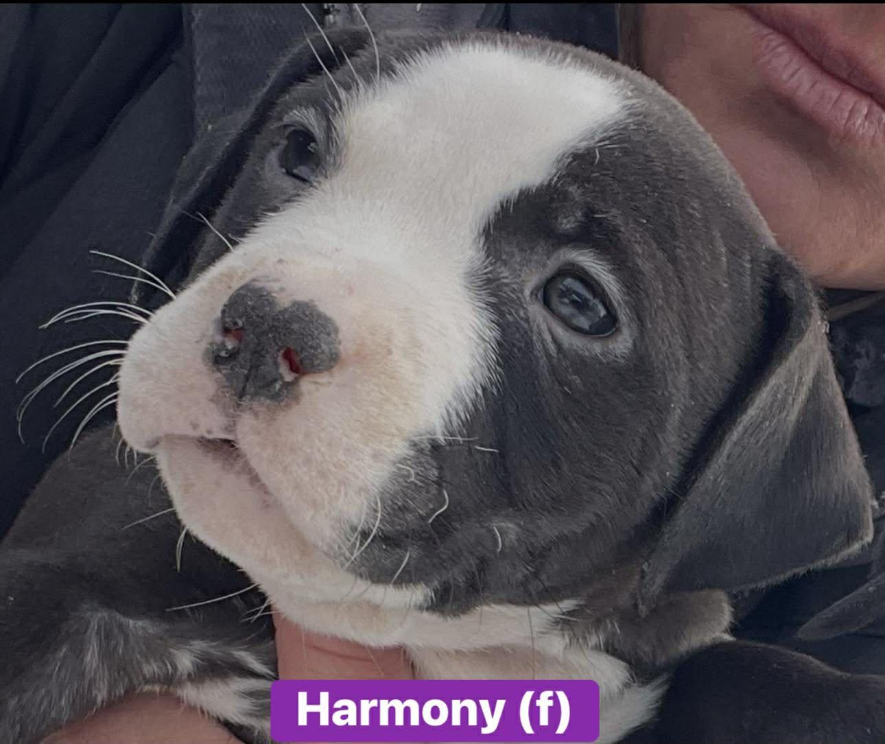 Enlarge Harmony, an adopted mixed breed in Pleasant Ridge, MI image 3/3