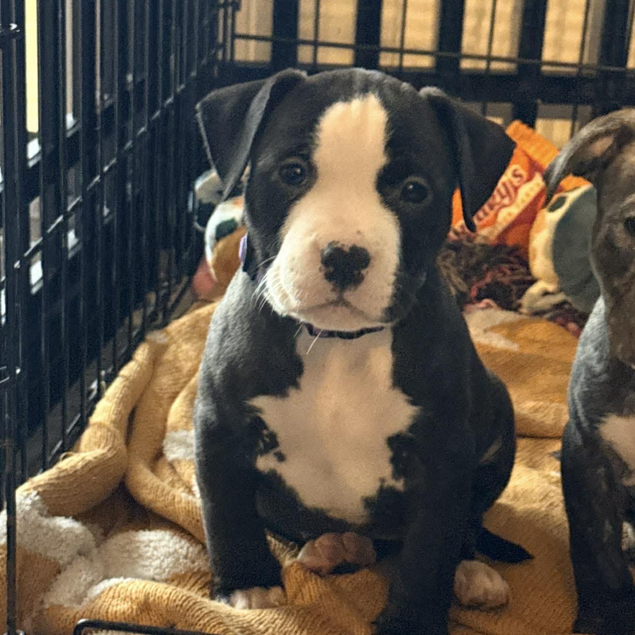 Harmony, adopted, Puppy Female American Staffordshire Terrier.