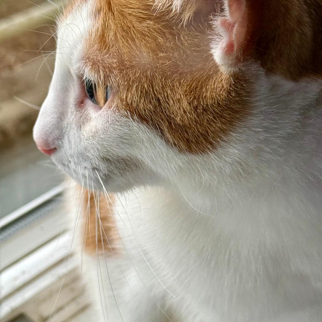 Enlarge Luka, a Adoptable Domestic Short Hair in New Fairfield, CT image 1/6