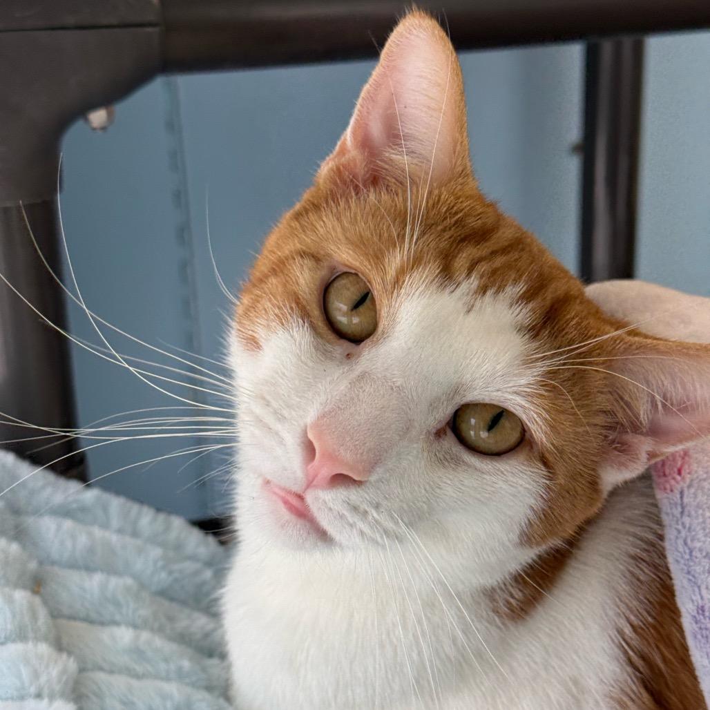 Enlarge Luka, a Adoptable Domestic Short Hair in New Fairfield, CT image 3/6