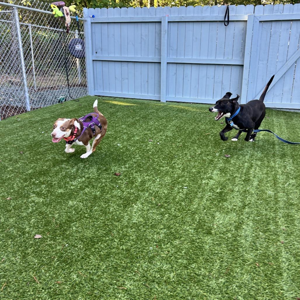 Enlarge Shelby, a Adoptable Mixed Breed in Troy, VA image 1/6