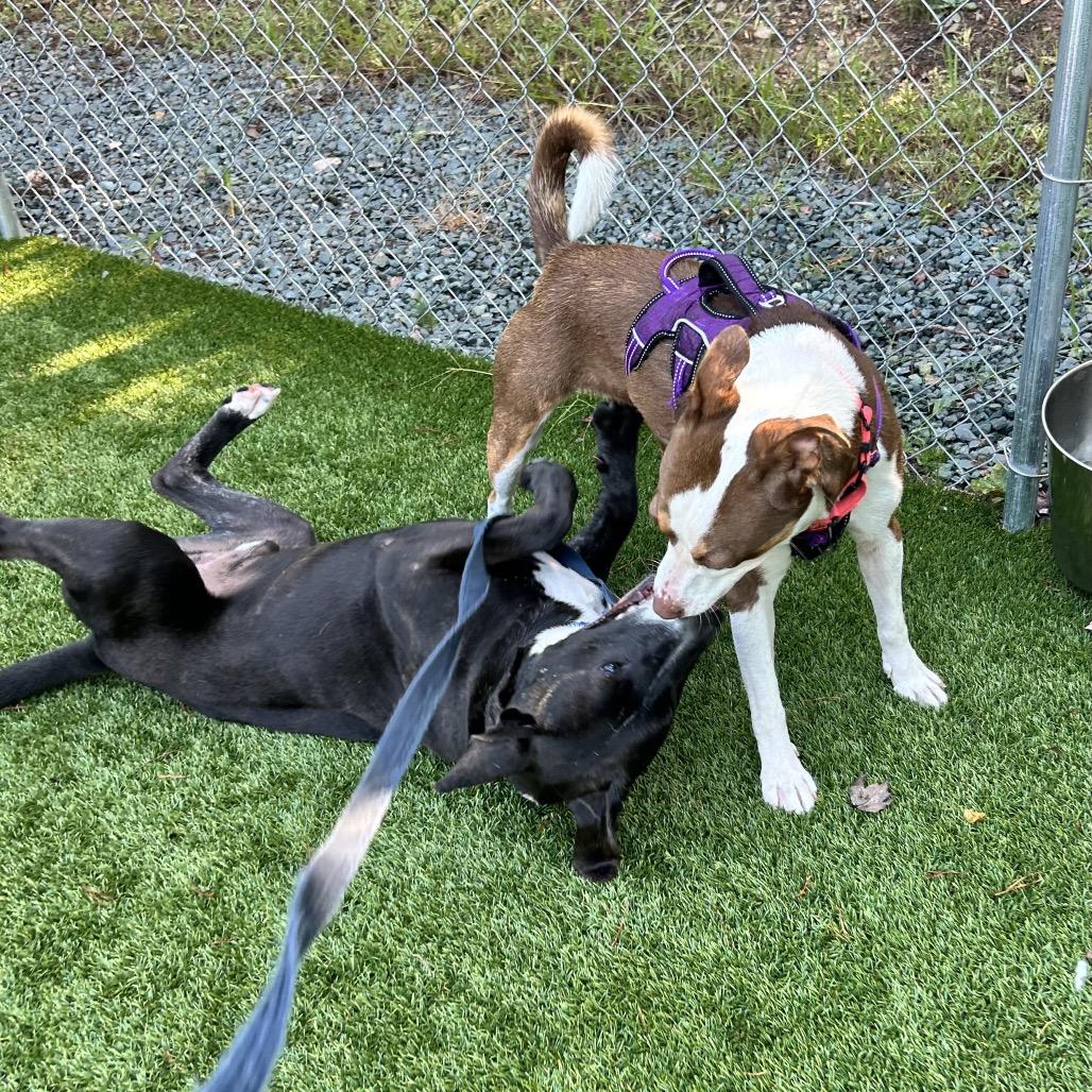 Enlarge Shelby, a Adoptable Mixed Breed in Troy, VA image 2/6