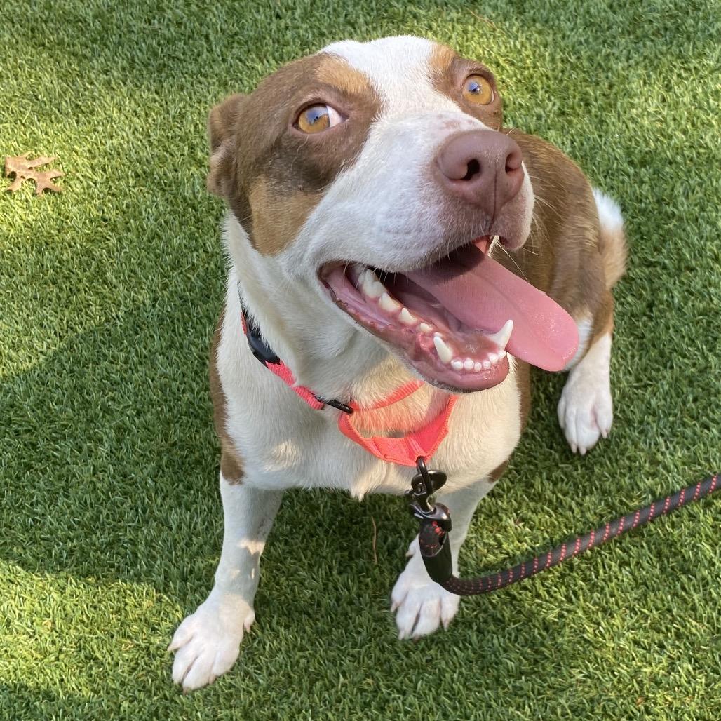 Enlarge Shelby, a Adoptable Mixed Breed in Troy, VA image 3/6