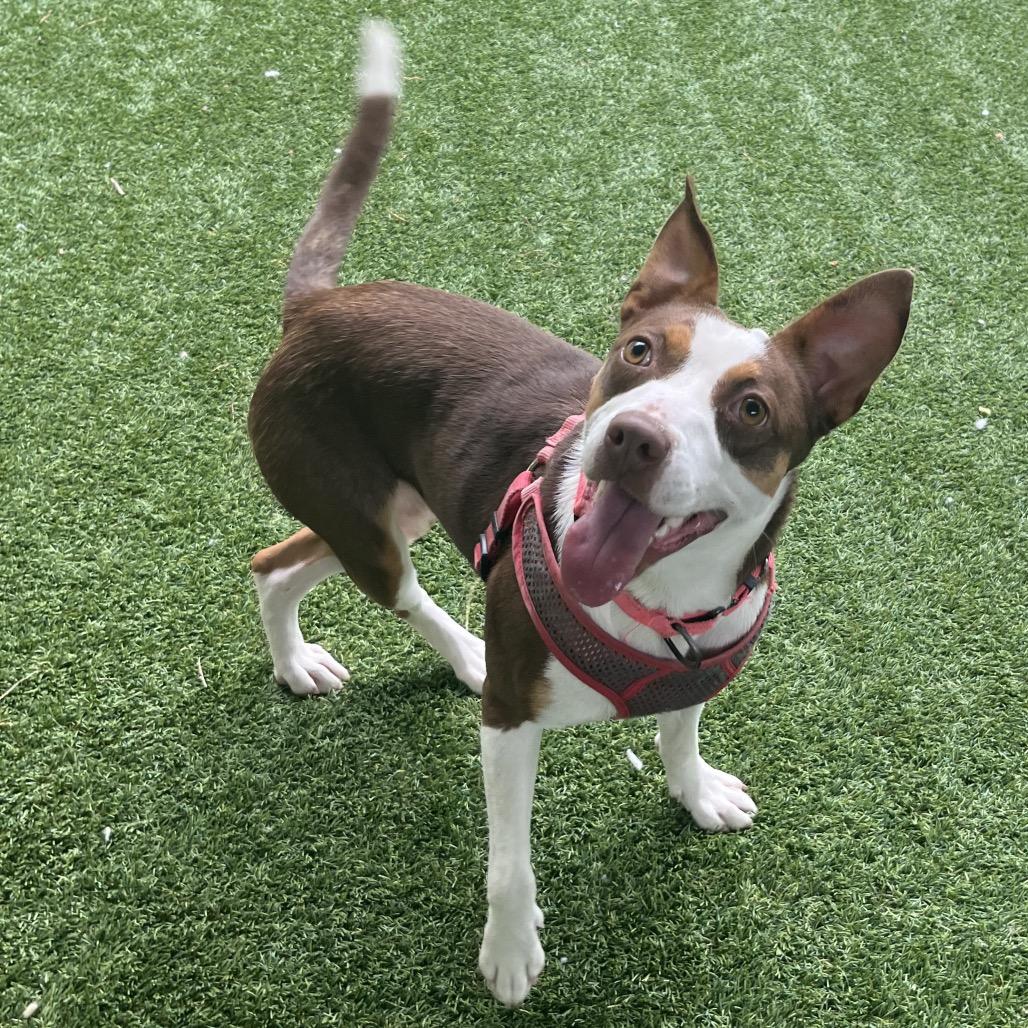 Enlarge Shelby, a Adoptable Mixed Breed in Troy, VA image 4/6
