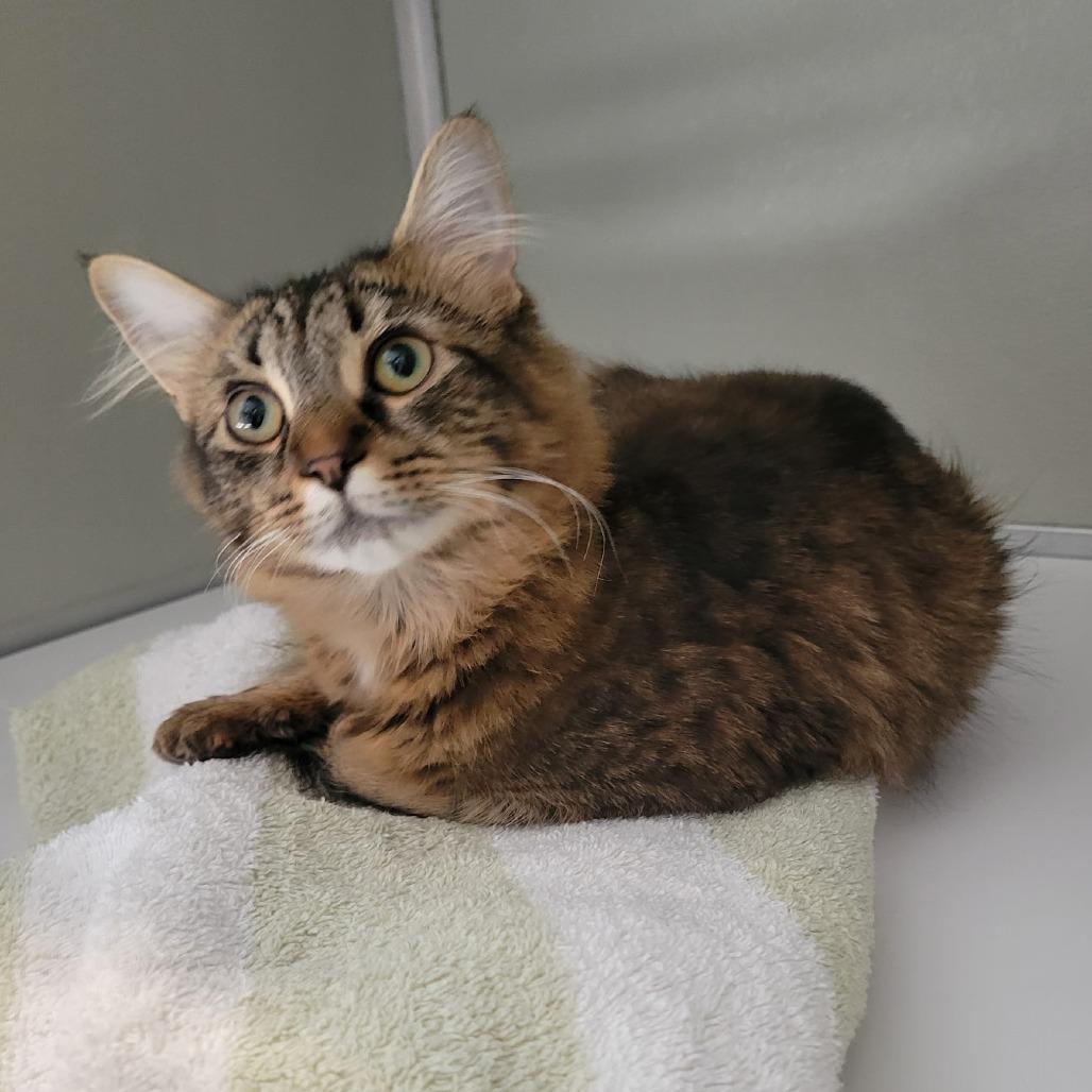 Enlarge Sienna, a Adoptable mixed breed in Chesapeake, VA image 1/2