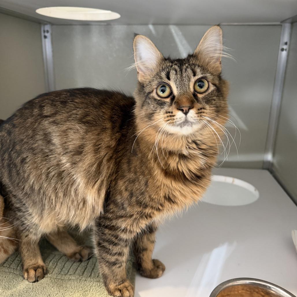 Enlarge Sienna, a Adoptable mixed breed in Chesapeake, VA image 2/2