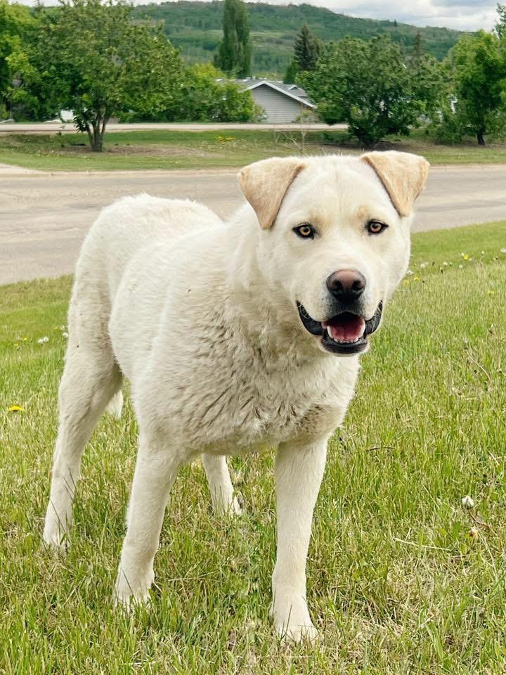 Enlarge Rooster, a ADOPTABLE mixed breed in Peace River, AB image 1/1