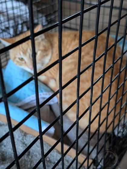 Enlarge Kernel, a Adoptable mixed breed in Cecil, WI image 1/1