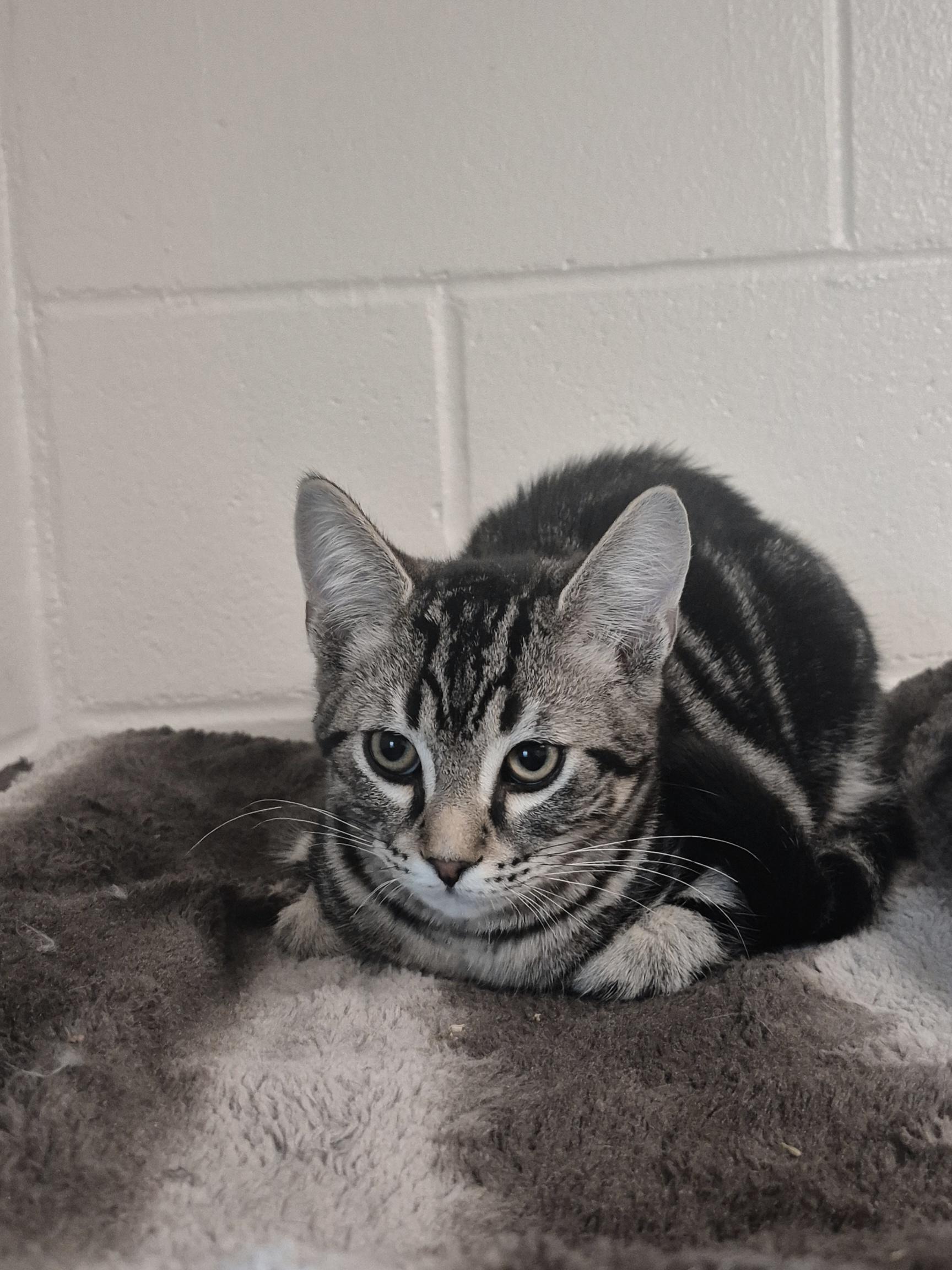 Enlarge Cletus , a Adoptable Domestic Short Hair in New Westminster, BC image 2/2