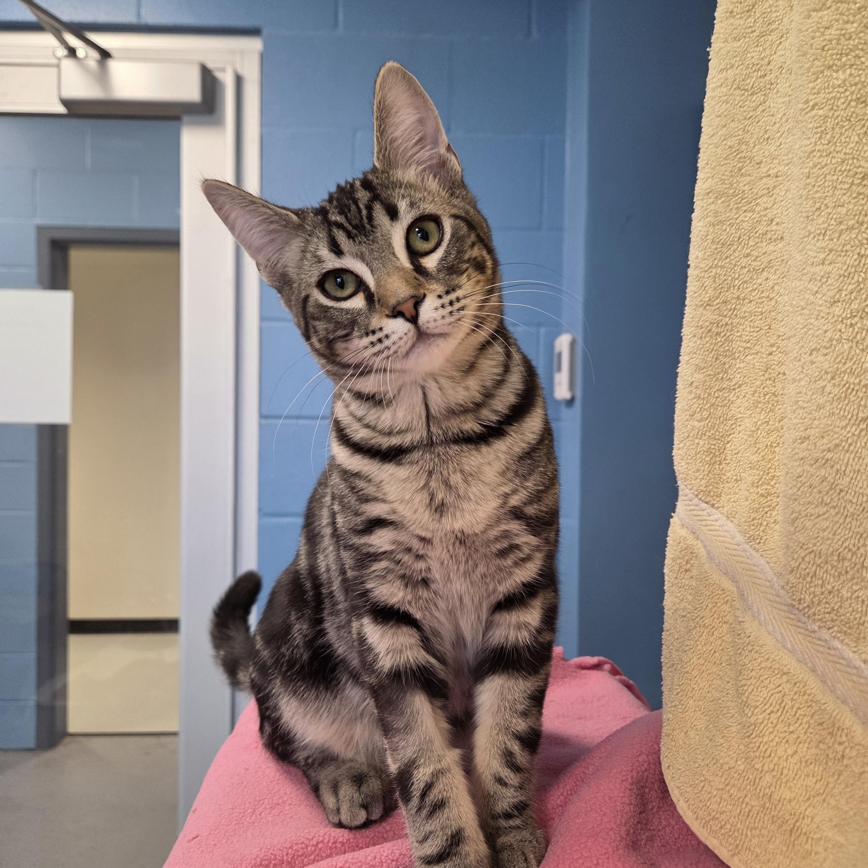 Cletus , adopted, Kitten Male Domestic Short Hair.