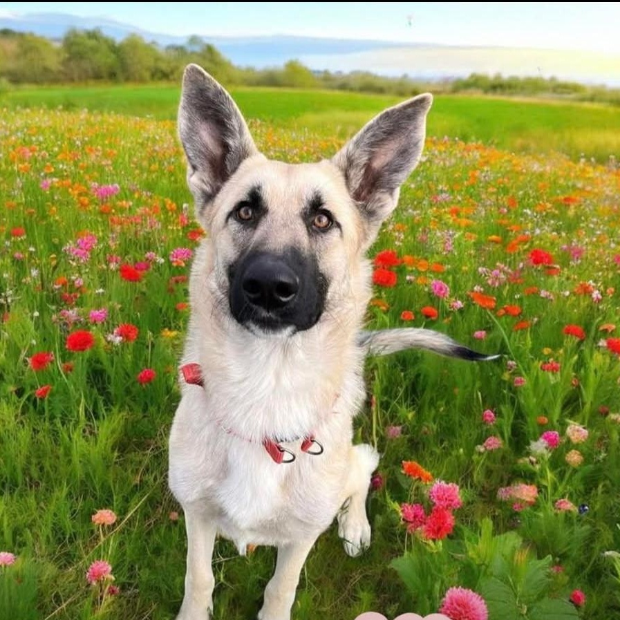 Enlarge Obi, a Adoptable mixed breed in Lafayette, CA image 1/2