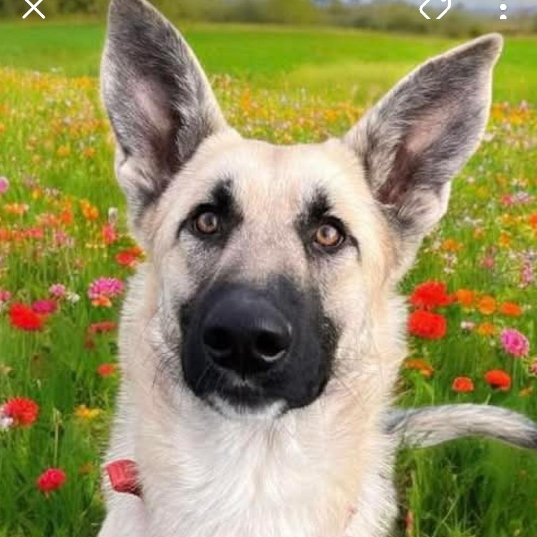 Enlarge Obi, a Adoptable mixed breed in Lafayette, CA image 2/2