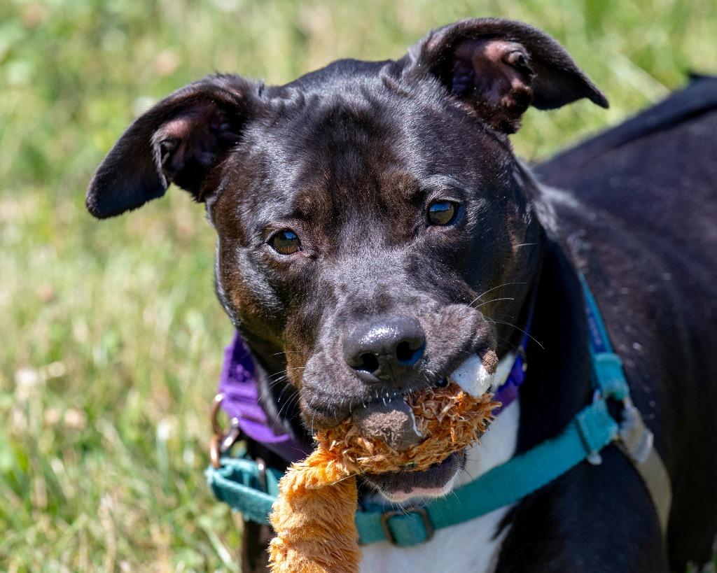 Kie, a Adoptable mixed breed in Hyde Park, NY image 4/6