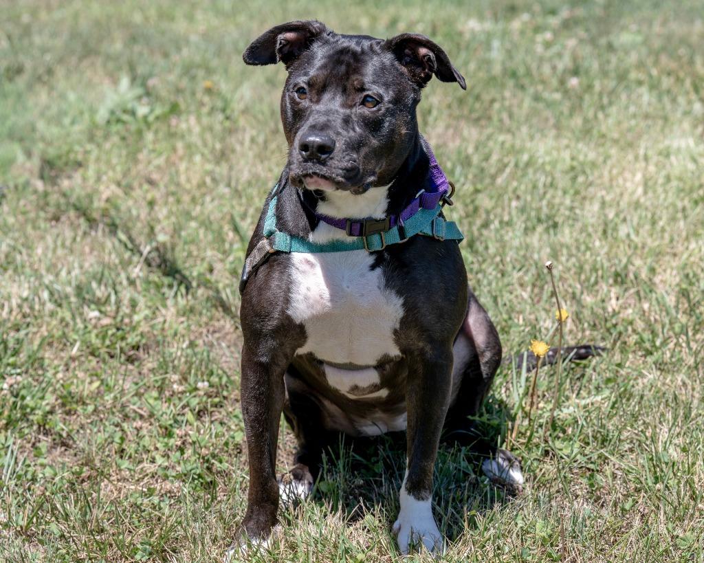 Kie, a Adoptable mixed breed in Hyde Park, NY image 6/6