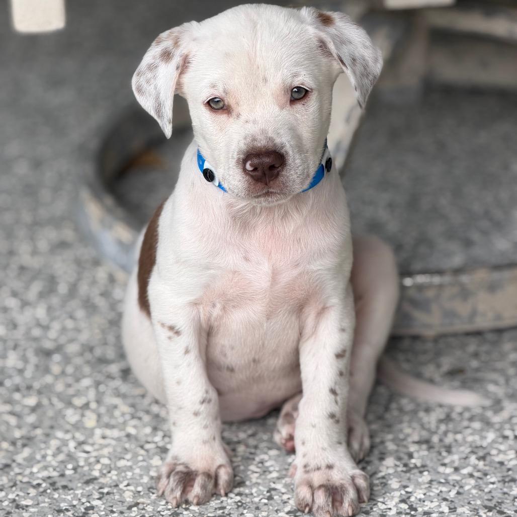 KRONK, Adoptable, Puppy Male Labrador Retriever & Pointer.