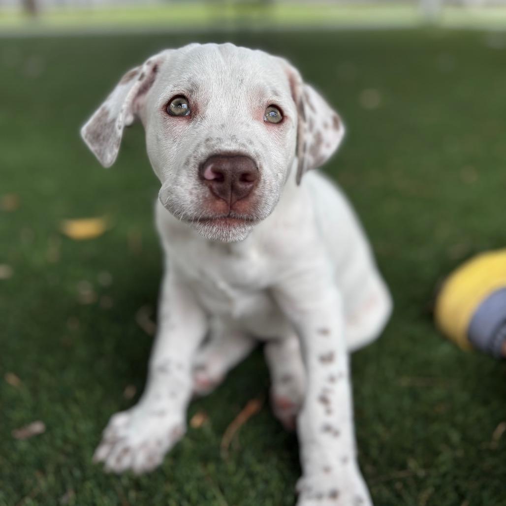 Enlarge KRONK, a Adoptable mixed breed in Wellington, FL image 2/5