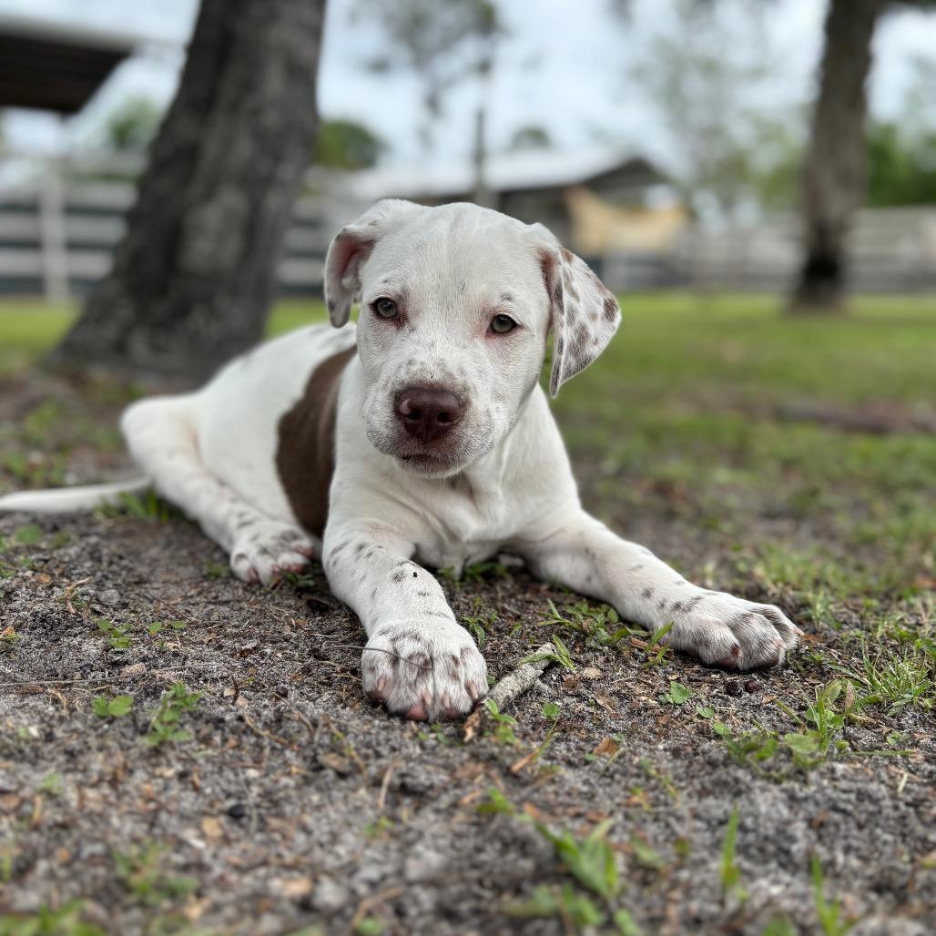 Enlarge KRONK, a Adoptable mixed breed in Wellington, FL image 3/5