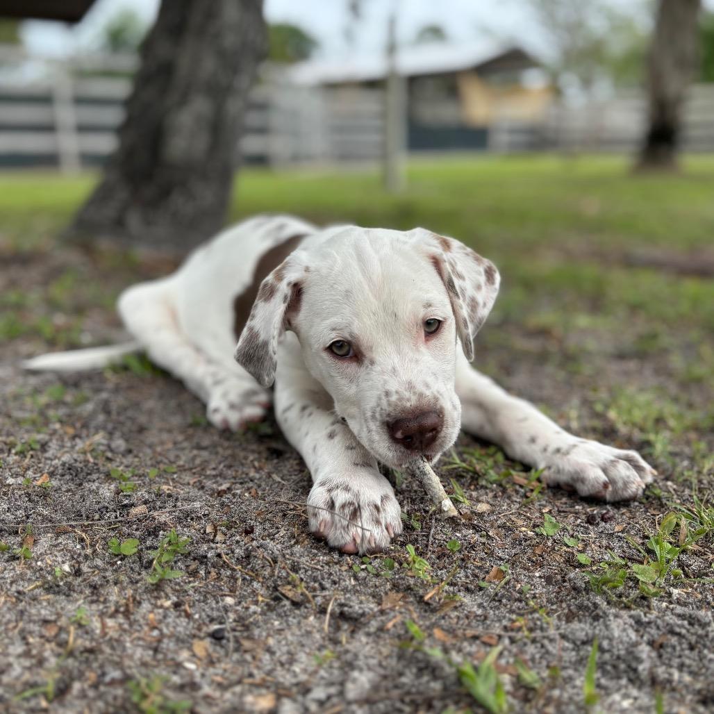 Enlarge KRONK, a Adoptable mixed breed in Wellington, FL image 4/5