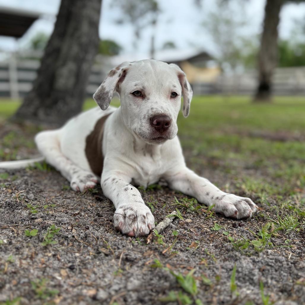 Enlarge KRONK, a Adoptable mixed breed in Wellington, FL image 5/5