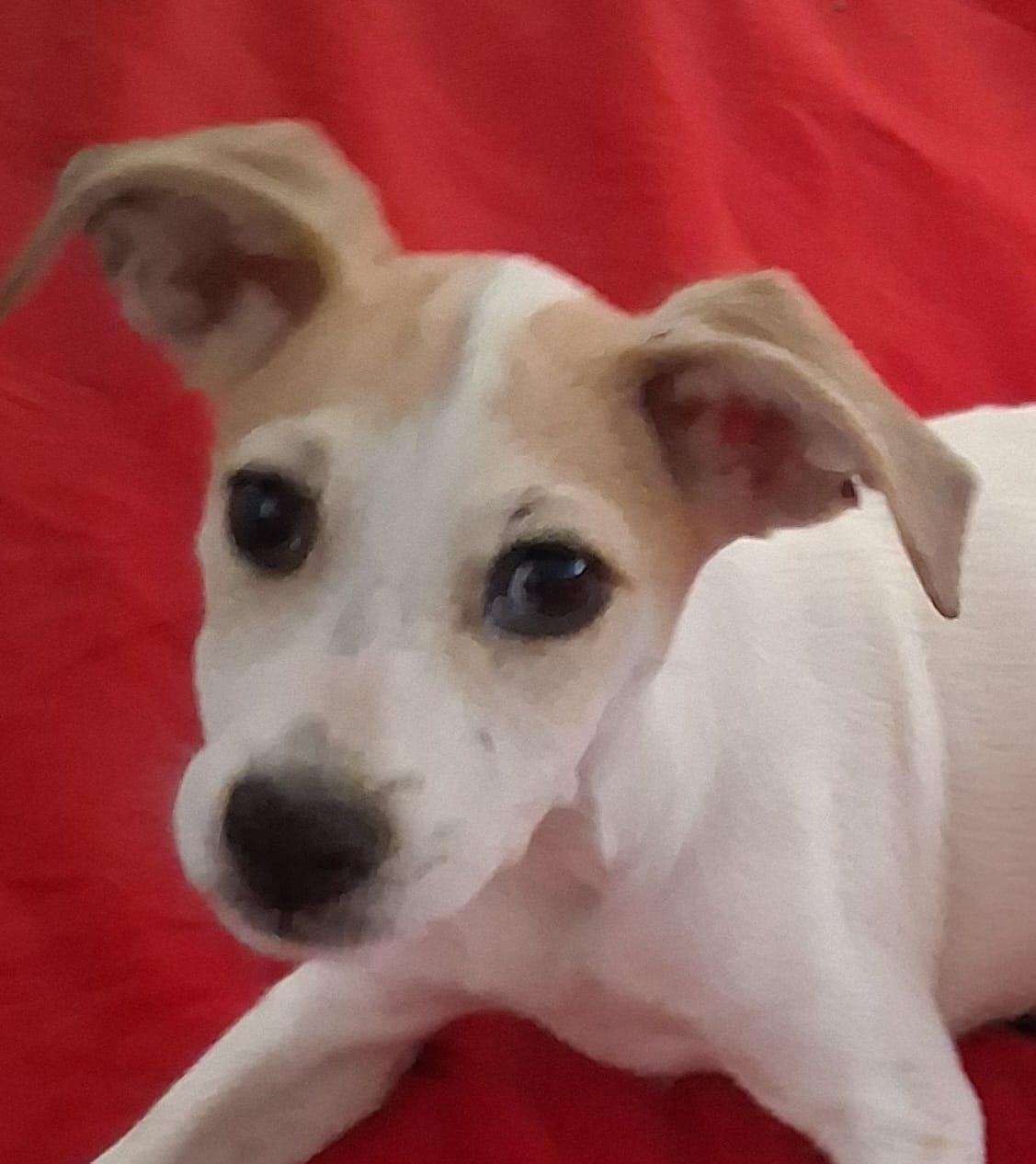 LINDA (Out of town), Adopted, Puppy Female Jack Russell Terrier.