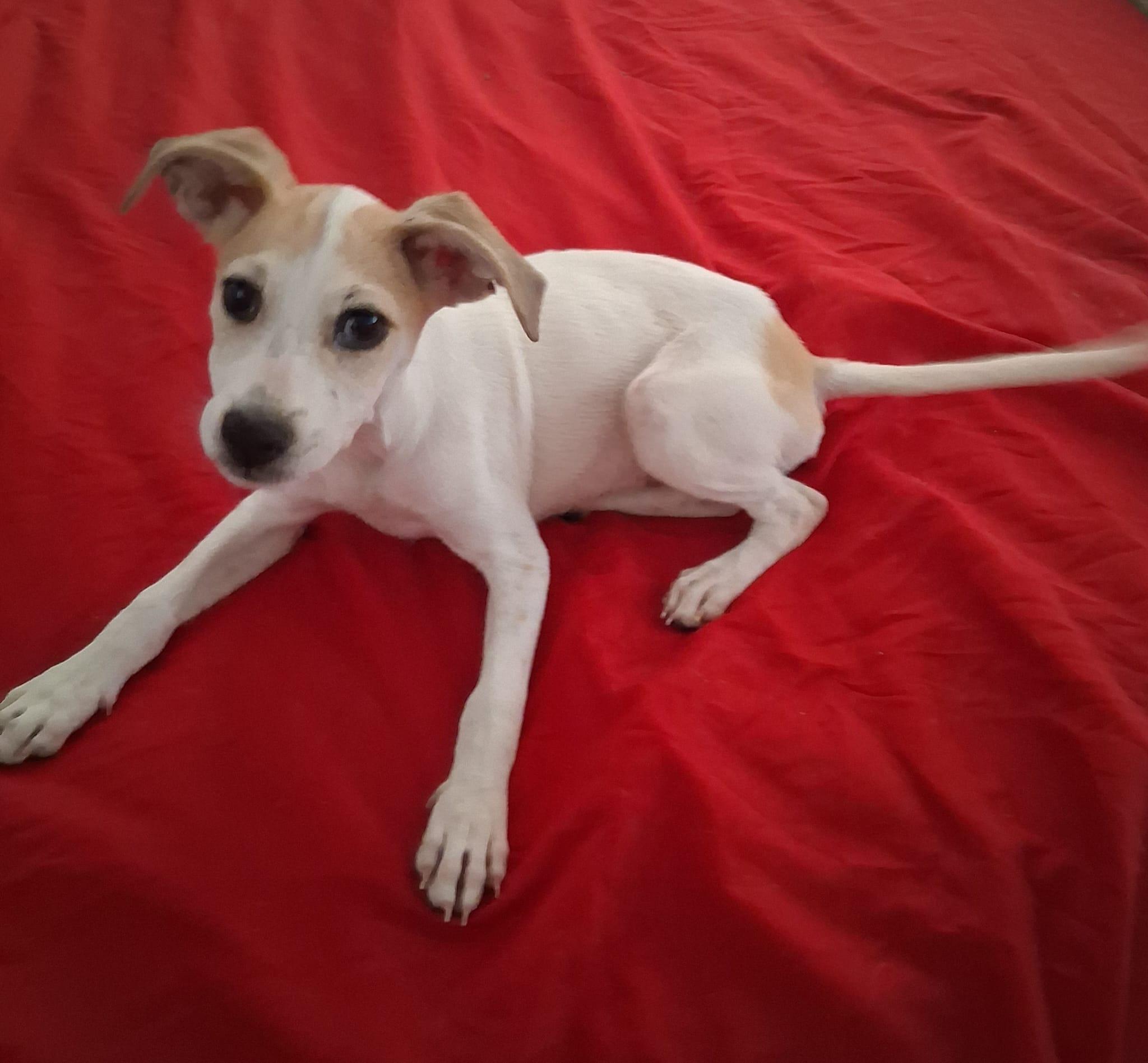 Enlarge LINDA (Out of town), a Adopted mixed breed in New York, NY image 2/3