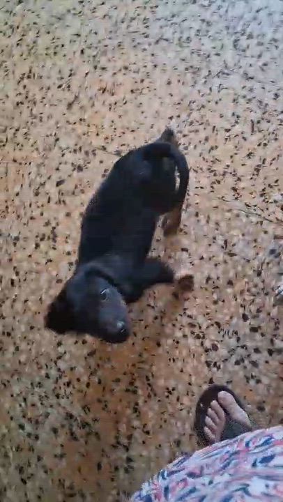Enlarge LINDA (Out of town), a Adopted mixed breed in New York, NY video 3/3