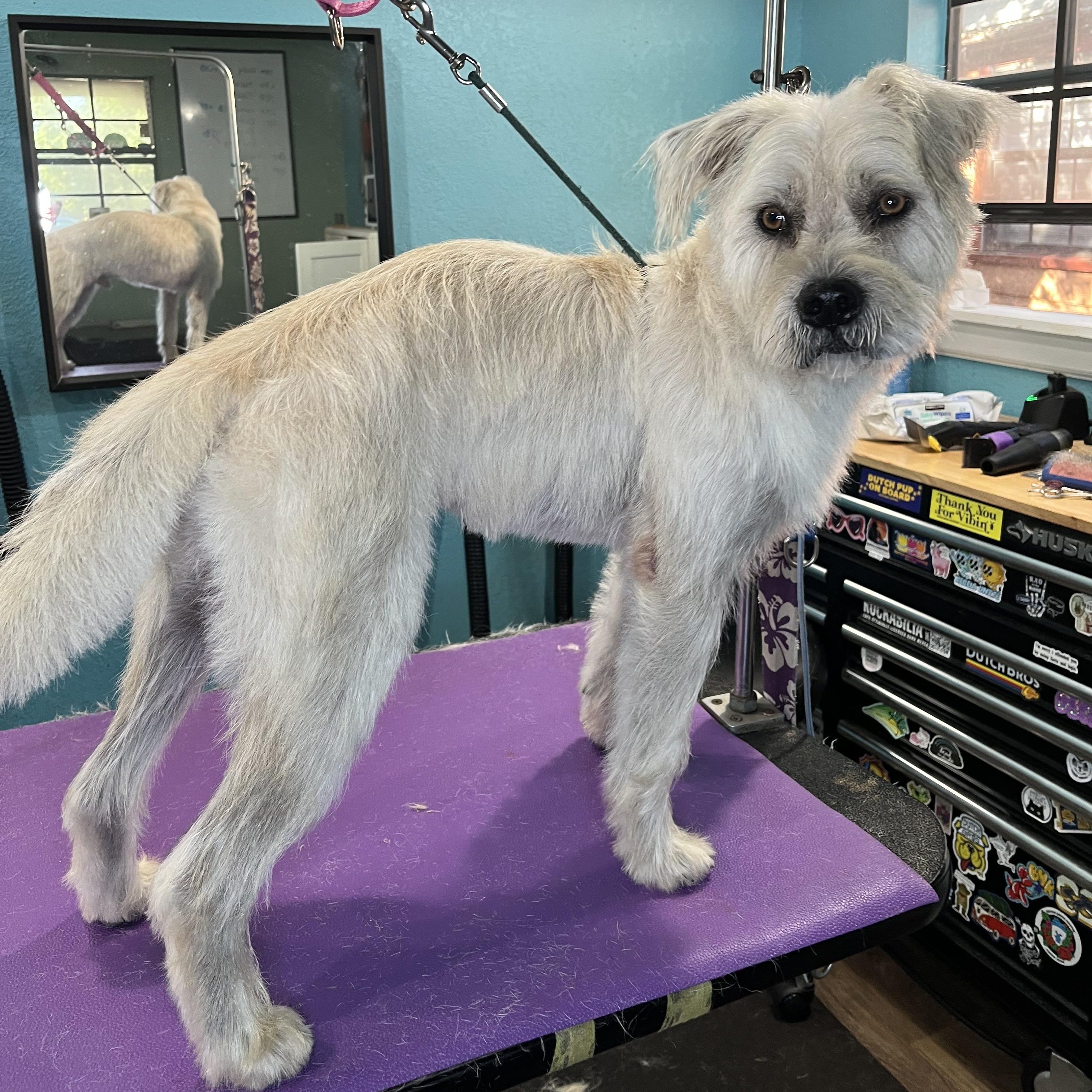 Enlarge Russel, a Adoptable mixed breed in Bulverde, TX image 3/6