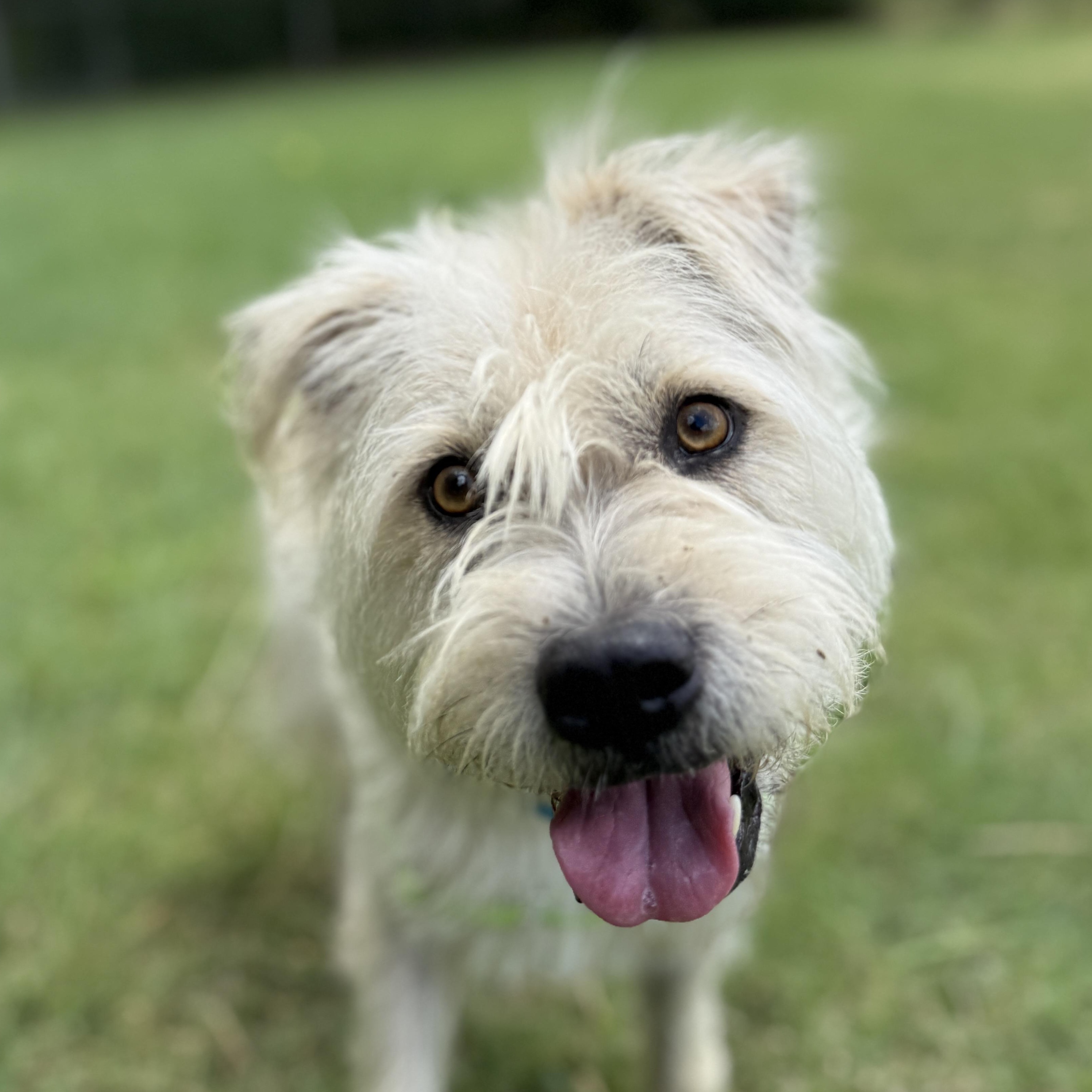 Russel, an adoptable mixed breed in Bulverde, TX image 1/6
