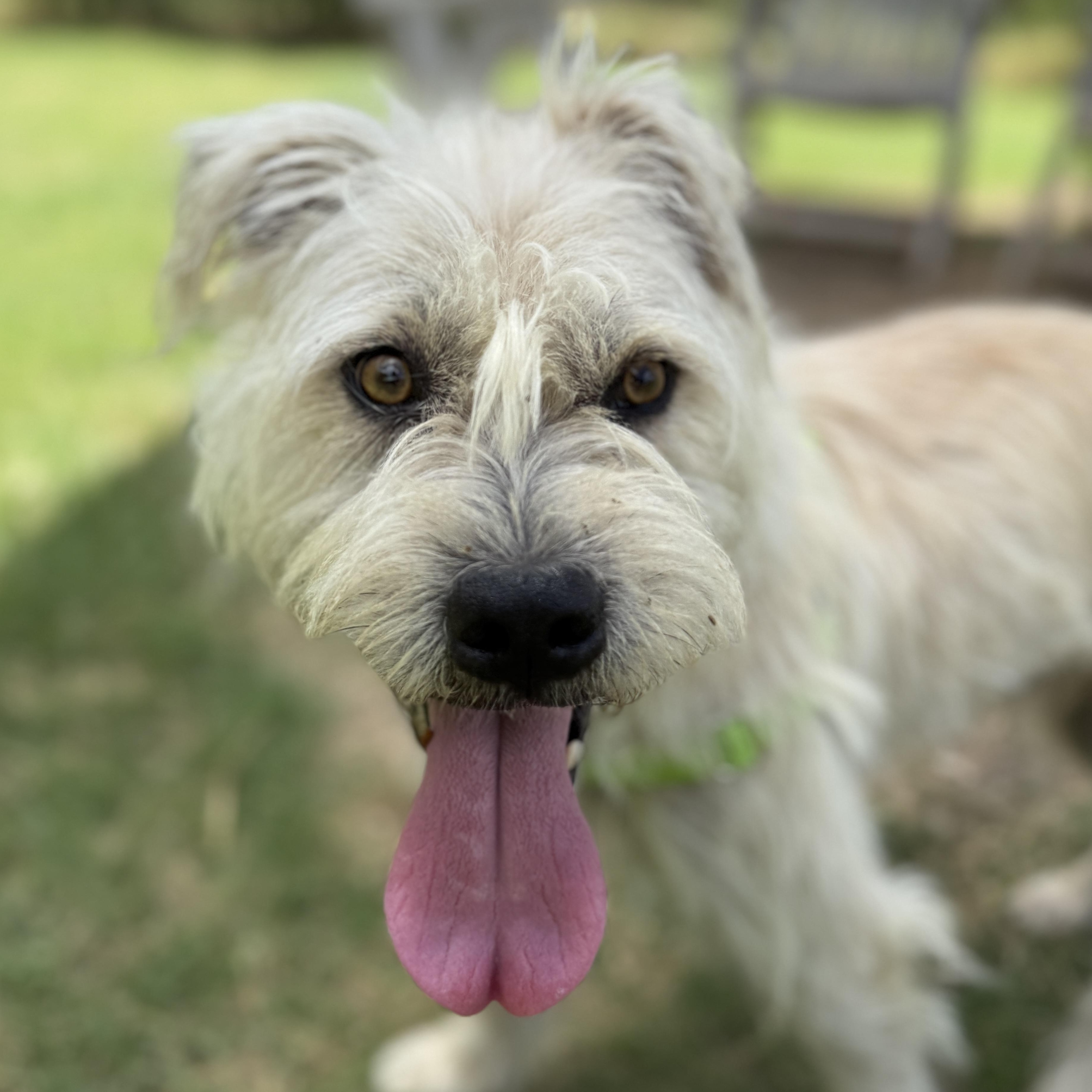 Russel, an adoptable mixed breed in Bulverde, TX image 2/6
