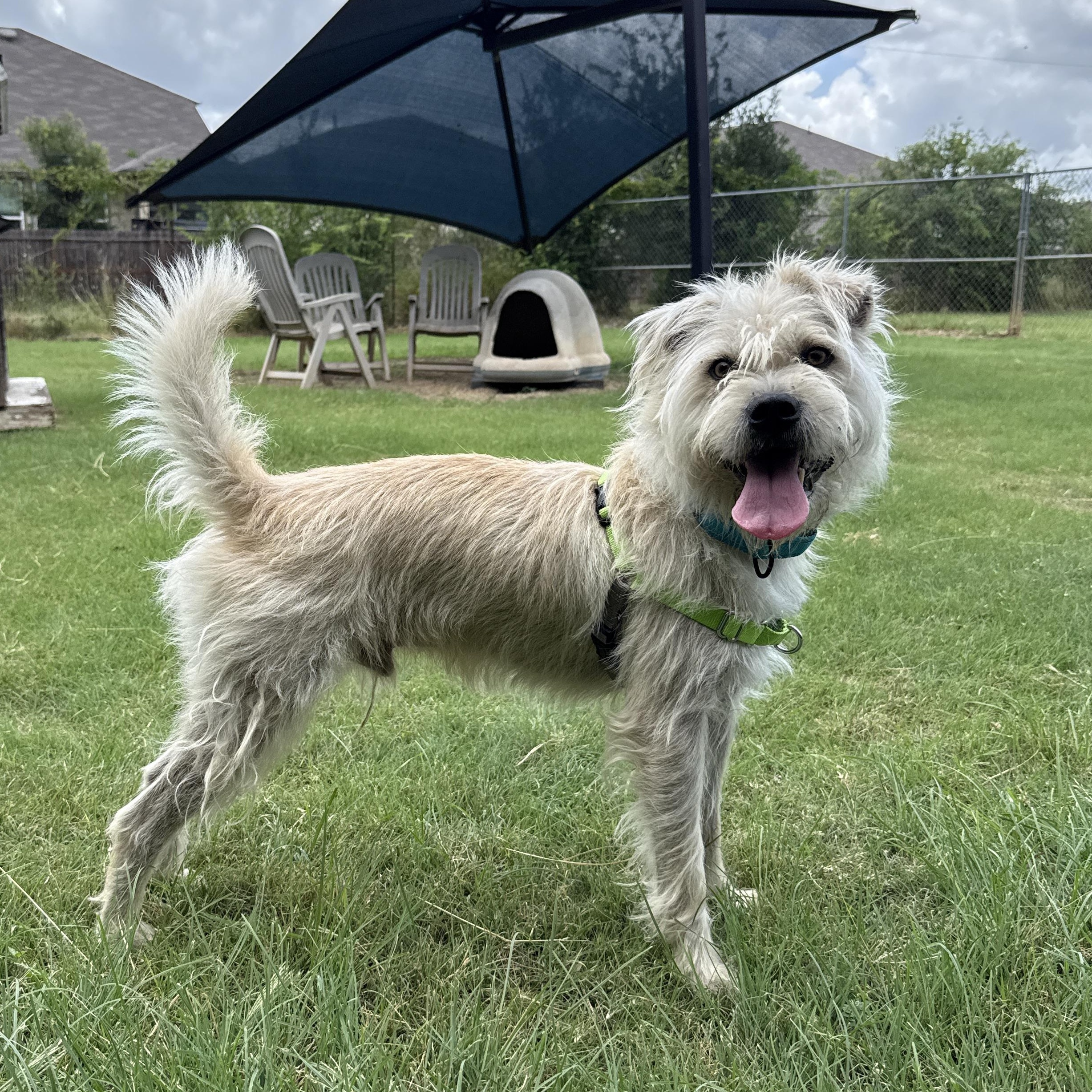 Russel, an adoptable mixed breed in Bulverde, TX image 4/6
