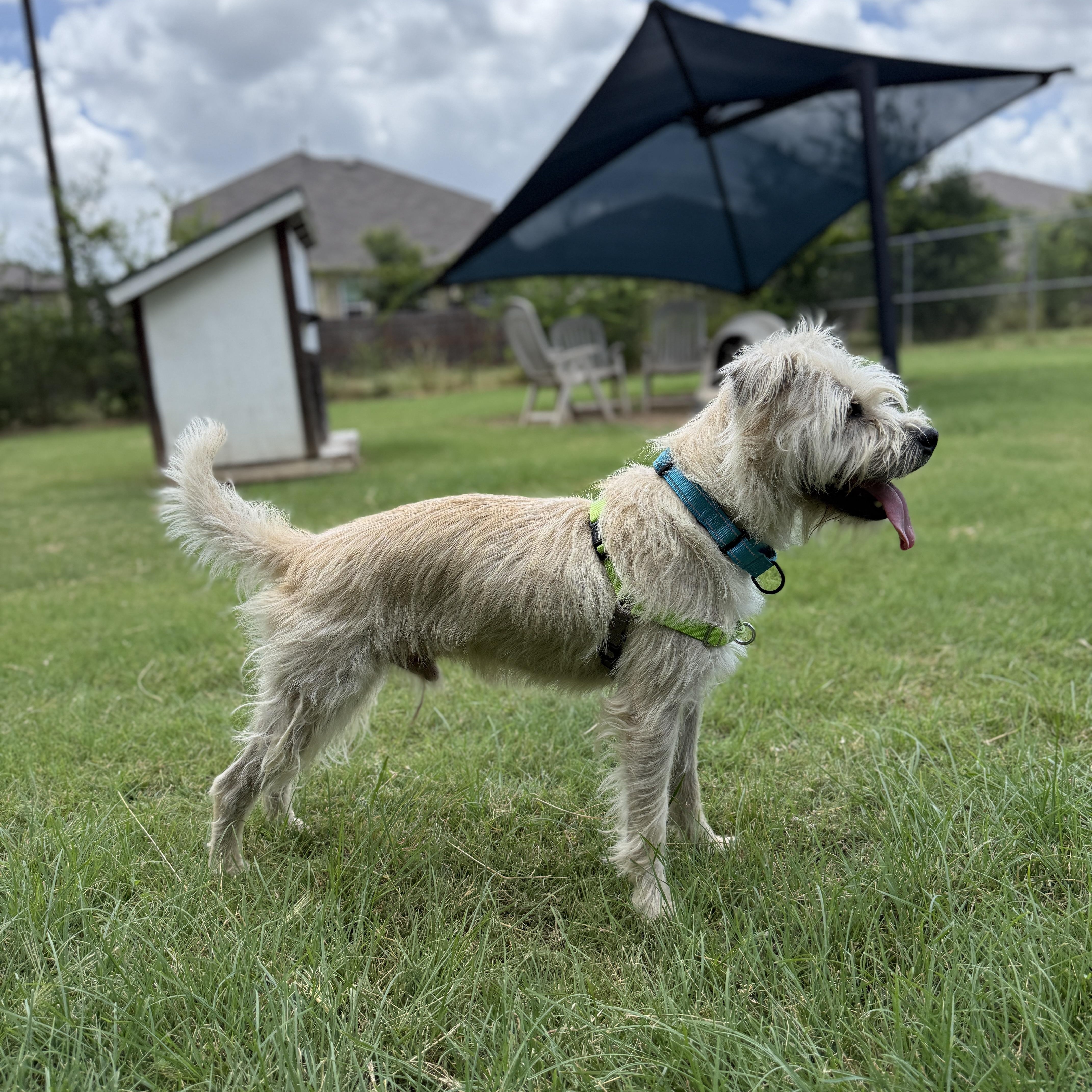 Russel, an adoptable mixed breed in Bulverde, TX image 6/6