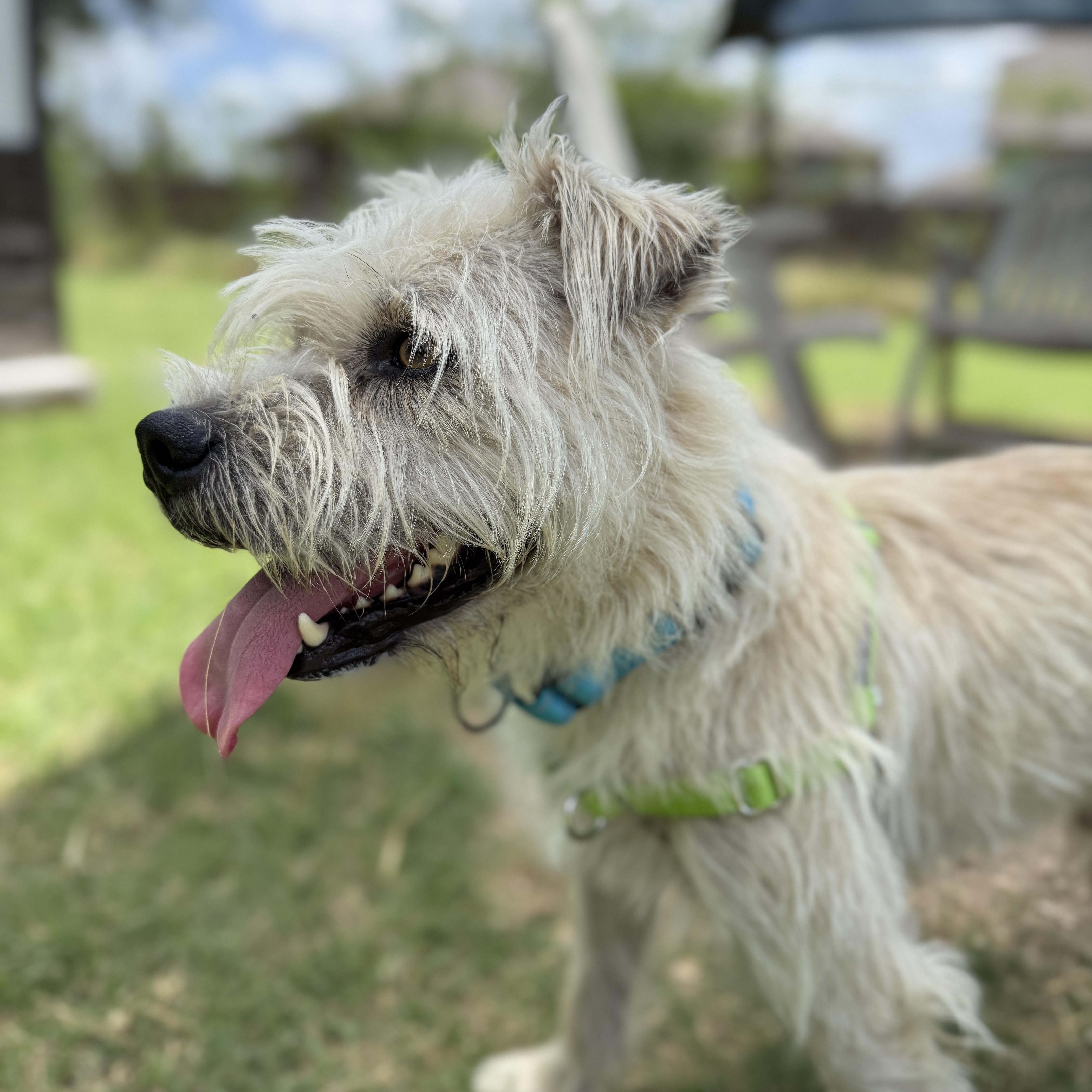 Russel, an adoptable mixed breed in Bulverde, TX image 5/6