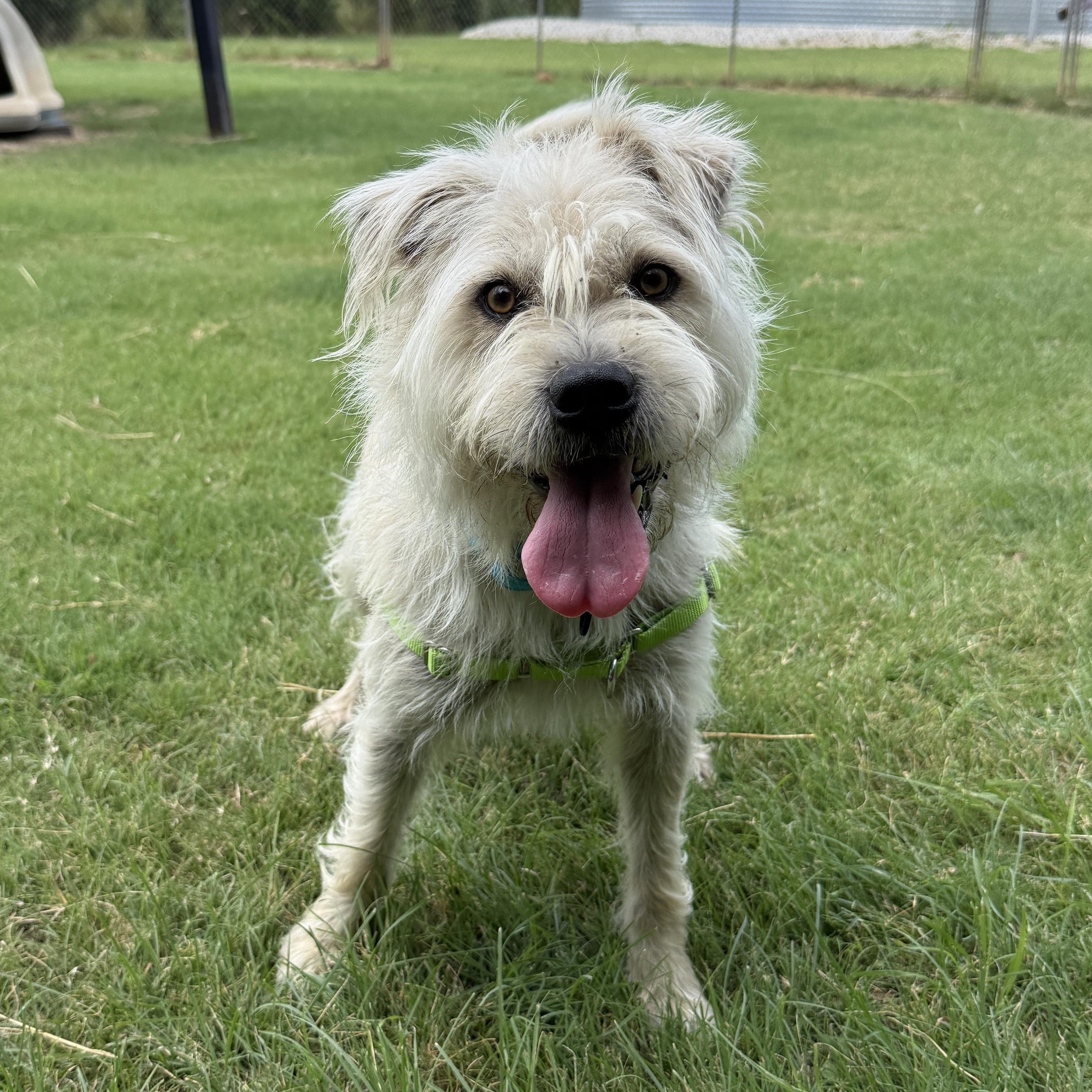 Russel, an adoptable mixed breed in Bulverde, TX image 3/6
