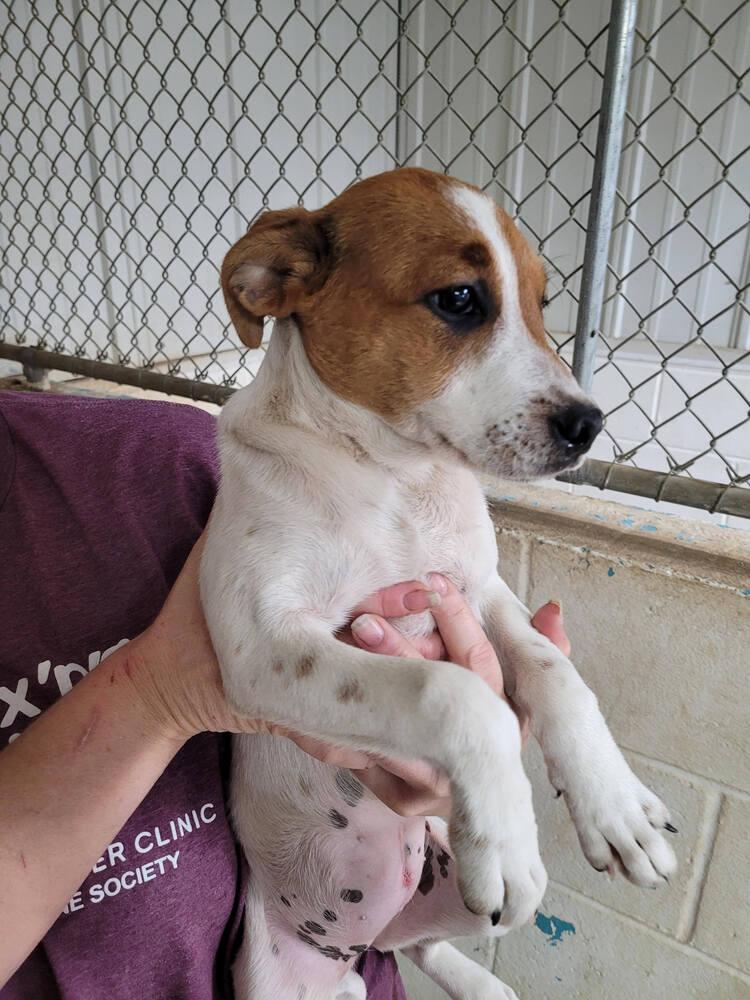 Enlarge Peanut, a Adoptable mixed breed in Linton, IN image 1/2