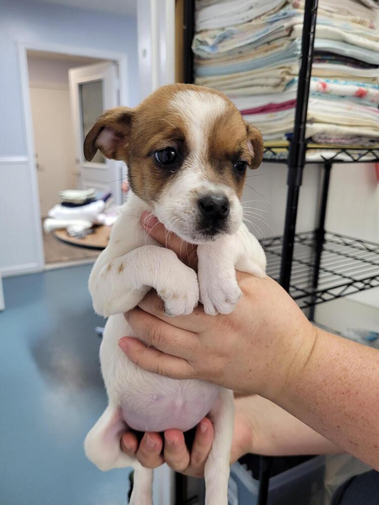 Enlarge Peanut, a Adoptable mixed breed in Linton, IN image 2/2