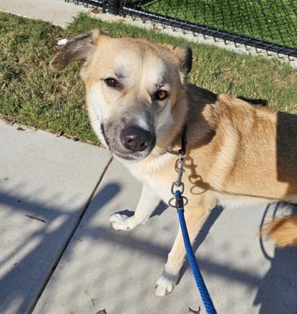 Kitana, Adoptable, Adult Female Mixed Breed & Mixed Breed.
