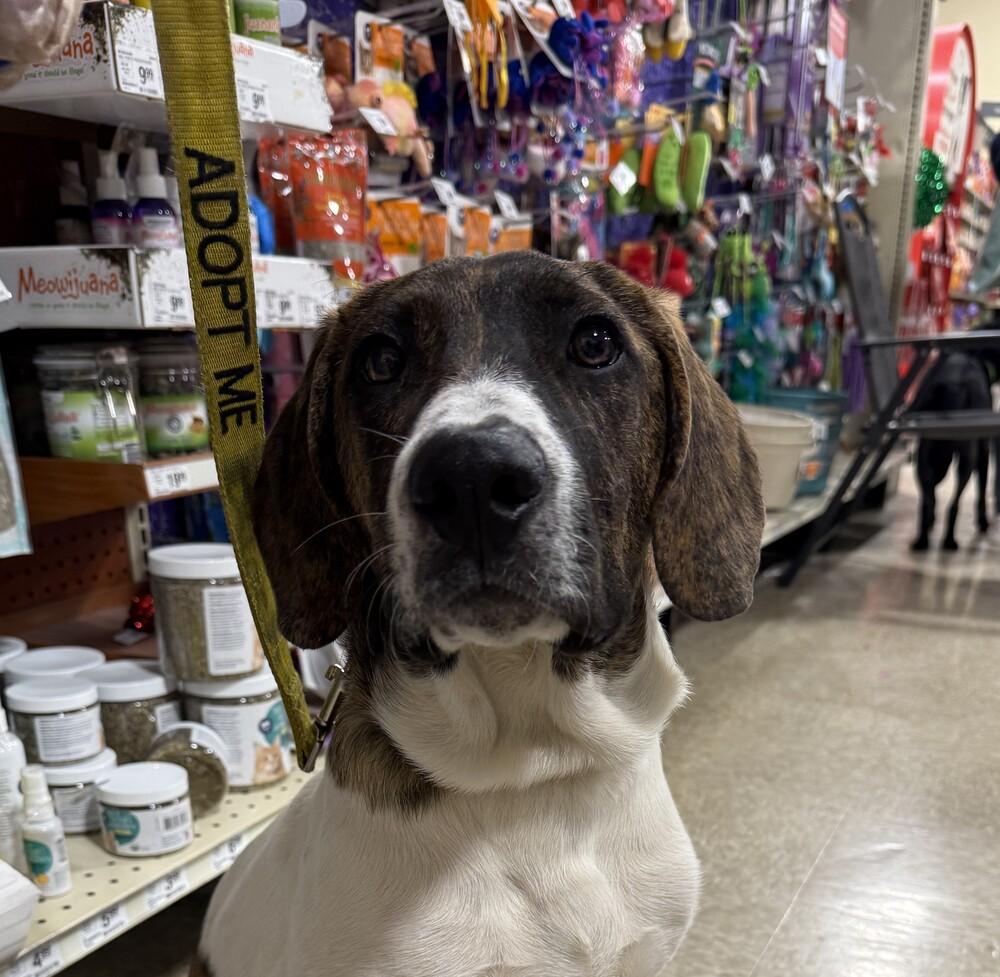 Rascal, Adoptable, Young Male Hound.