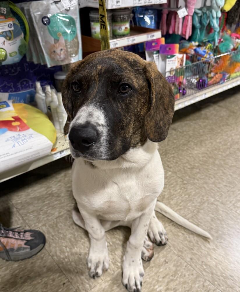 Enlarge Rascal, a Adoptable mixed breed in Washington, DC image 2/6