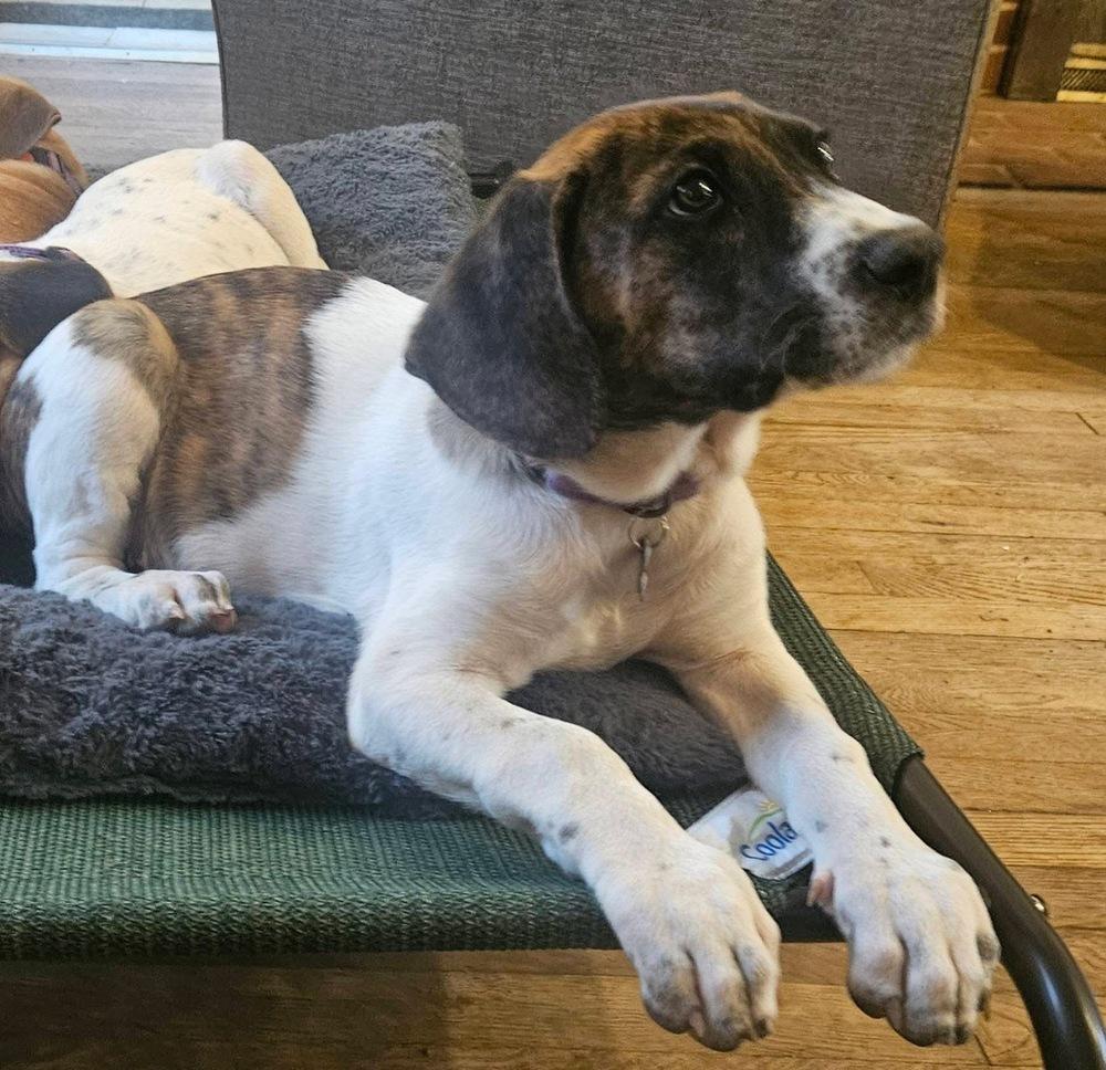 Enlarge Rascal, a Adoptable mixed breed in Washington, DC image 3/6