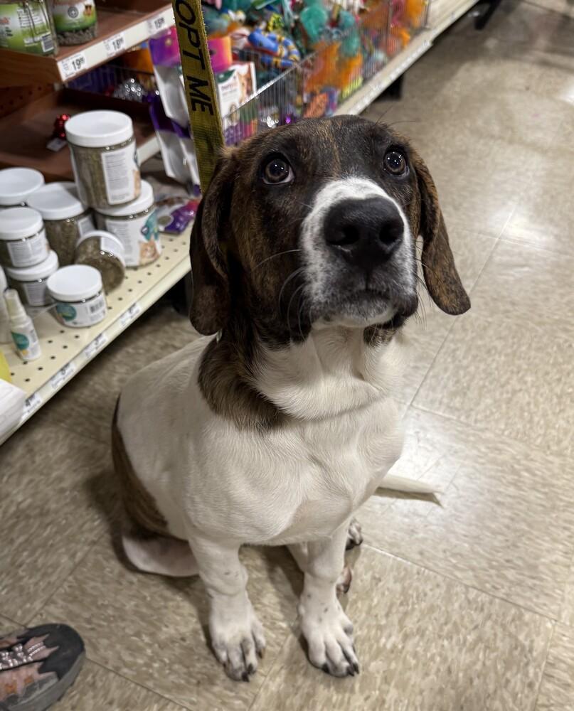 Enlarge Rascal, a Adoptable mixed breed in Washington, DC image 4/6