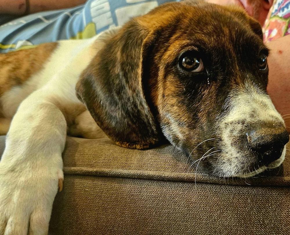 Enlarge Rascal, a Adoptable mixed breed in Washington, DC image 5/6