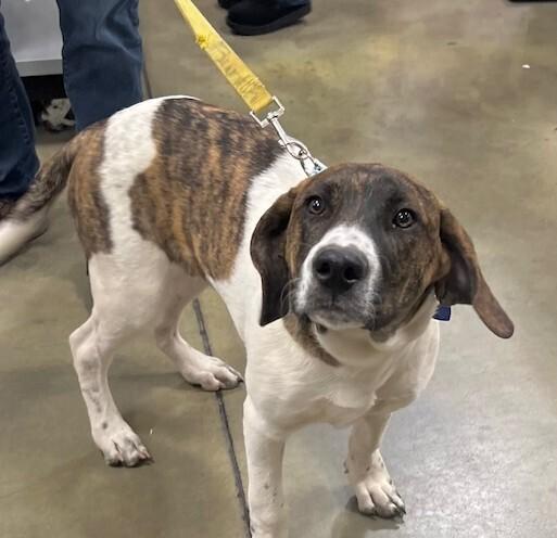 Enlarge Rascal, a Adoptable mixed breed in Washington, DC image 6/6