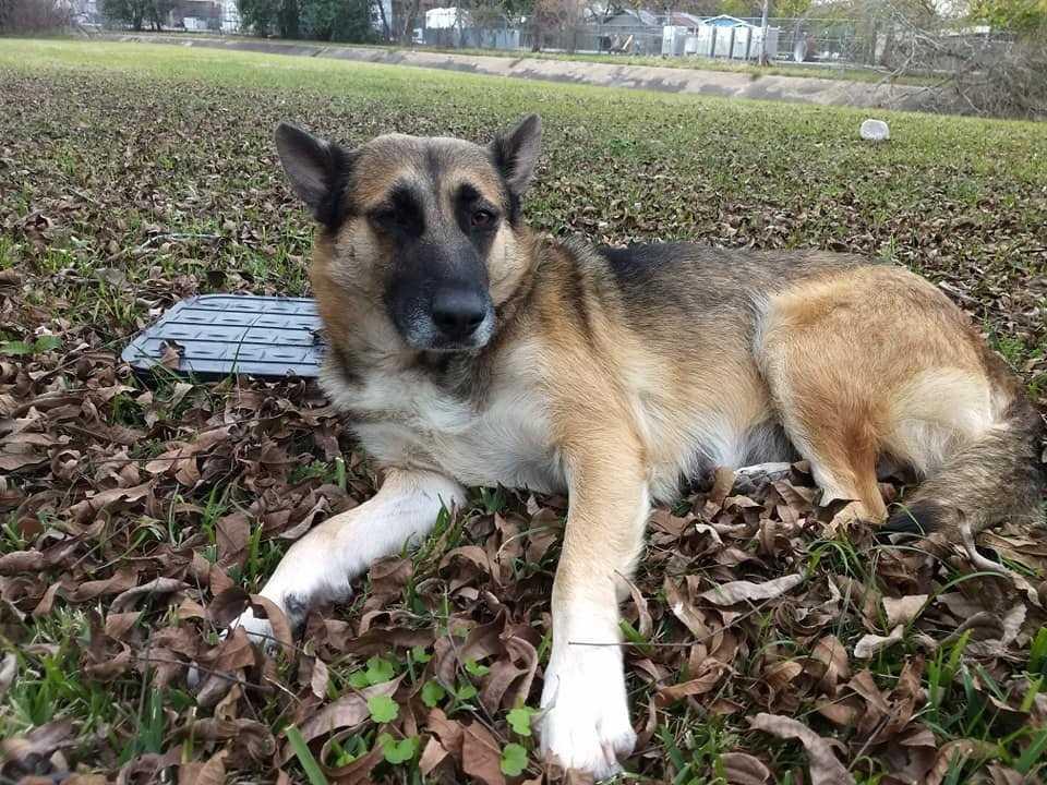 Cheri, Adopted, Adult Female German Shepherd Dog.