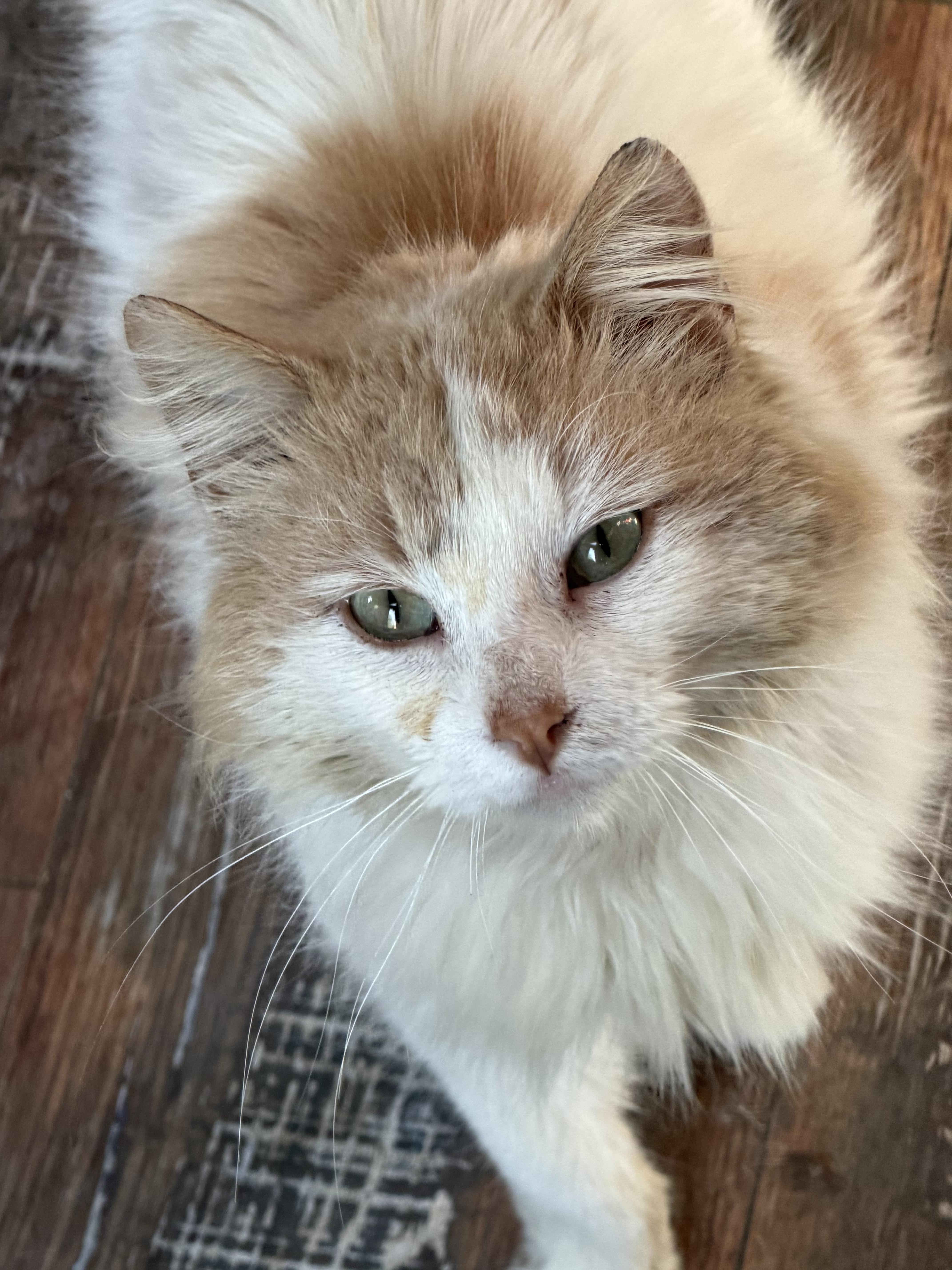 Enlarge GARFUNKEL , a ADOPTABLE mixed breed in Churchville, PA image 3/3